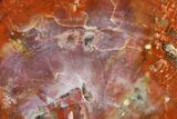 Polished Petrified Wood (Araucarioxylon) Round - Arizona #144679-1
